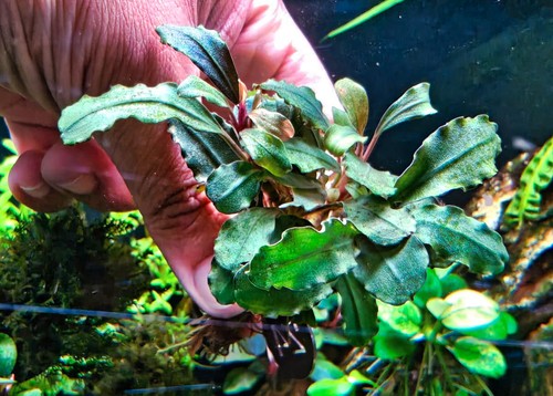 Bucephalandra kedagang red - 🚀bucephalandra,