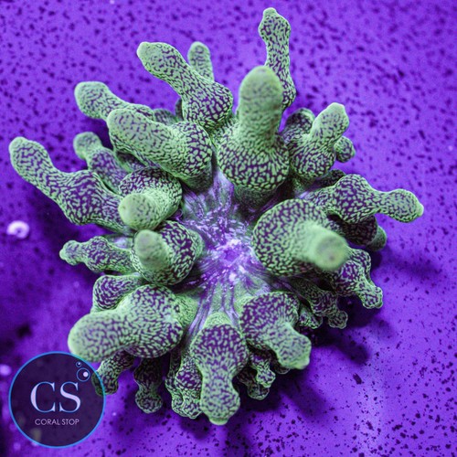 Green bubble tip - green,