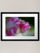 Parrot Tulip Petal Wavy Framed