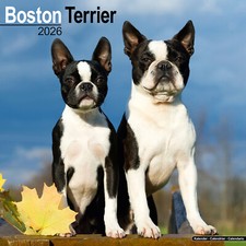 Boston Terrier 2026 Calendar | Dog Breed Gift Wall 15% OFF MULTI ORDERS