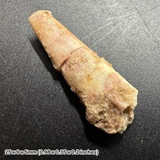 Rare genuine pterosaur