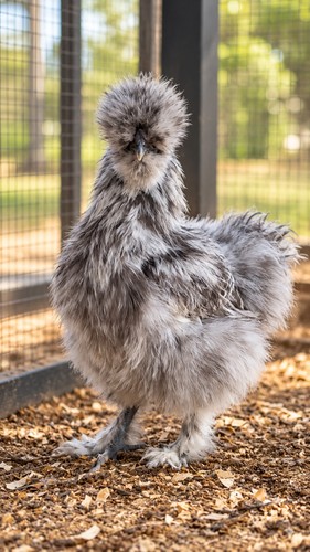 Fertile silkie hatching - 6+2,