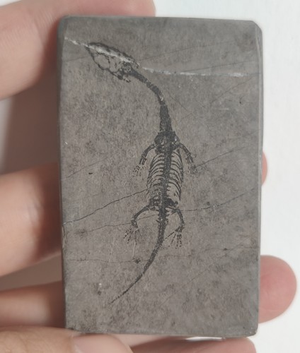 Keichousaurus skeleton fossil - keichousaurus,