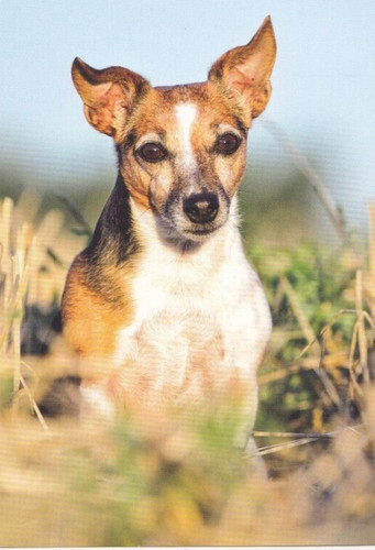 Parson russell terrier - parson,