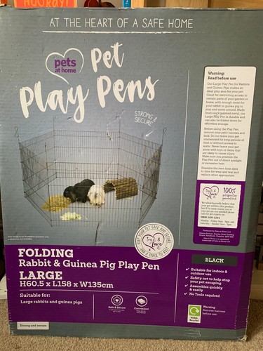 Rabbit and guinea pig play - and,