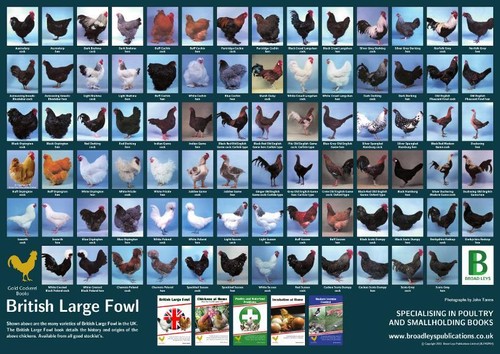 New british large fowl - british,