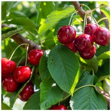 Lapins Cherry Tree 4-5ft tall