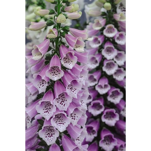 Digitalis dalmation rose - digitalis,