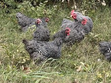 Large Fowl Heritage Barred