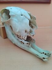 Sheep Skull And Lower Jaws