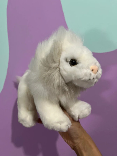 Lovely cute zoo white lion - cute,