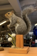 Taxidermy Squirrel on Wooden Base – Collectible Mounted Display