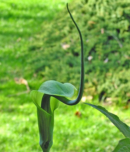 Arisaema tortuosum whipcord - arisaema,