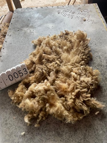 Portland raw unwashed sheep - unwashed,