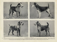 LAKELAND TERRIER FOUR NAMED CHAMPION DOGS OLD ORIGINAL DOG PRINT FROM 1934
