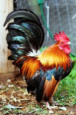Malaysian serama rooster - rooster, photo