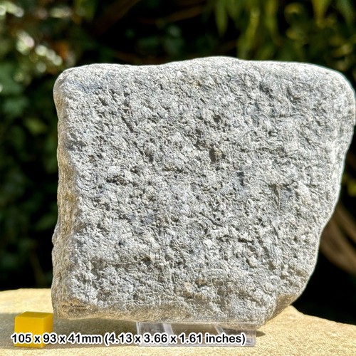 Jurassic crinoid star - jurassic, slab