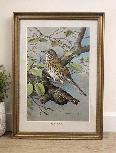 Vintage basil ede song thrush - ede,
