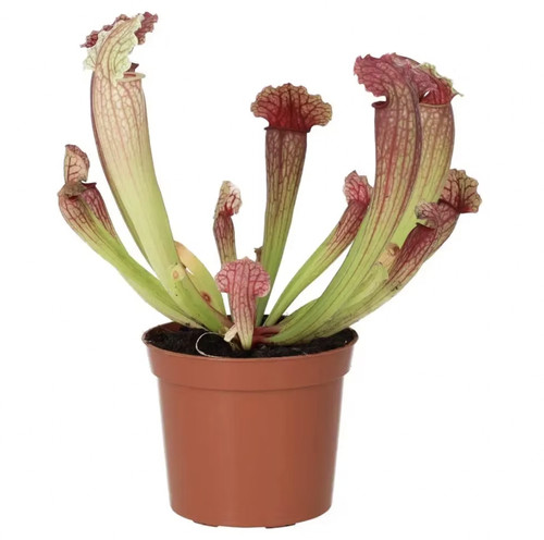 Purple trumpet pitcher - purple, plant