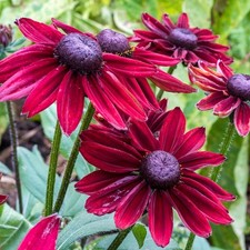 2 X 1 LITRE POTS  RUDBECKIA-