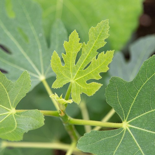 Ficus brown turkey fig - ficus, tree