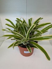 Neoregelia Fire Ball