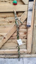 Twisted Twisty Wood Hawthorn