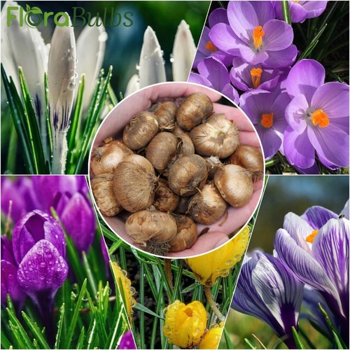 Crocus bulbs mixed colours - bulbs,