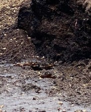 Well Rotted Horse Manure