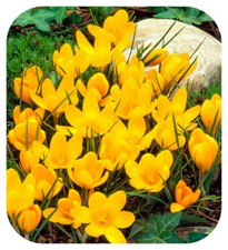 Yellow Crocus Vernus Bulbs x