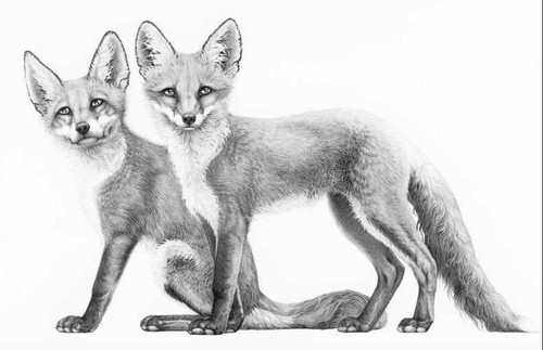 Gary hodges little - "little, foxes"