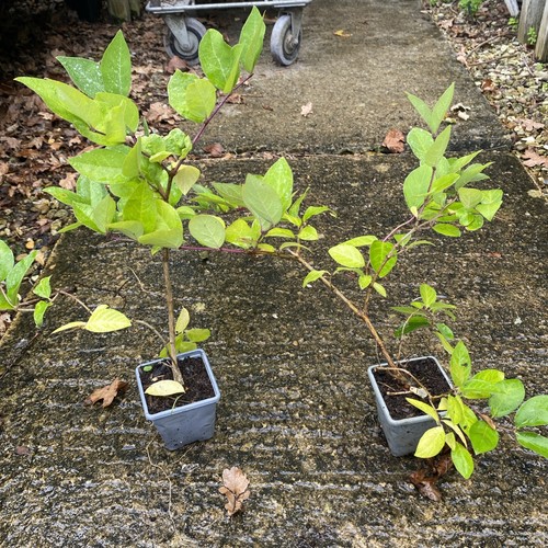 Lonicera fragrantissima - 2,