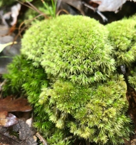 Live moss - live, 40