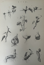 Antique Print c1870 Botanical
