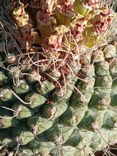 25x Strombocactus disciformis - collected from fresh pods, high germination rate