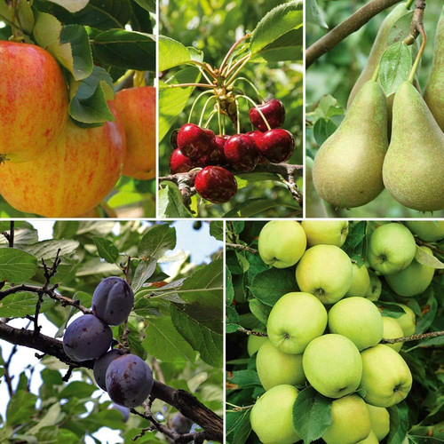 Potted mini fruit tree - potted,