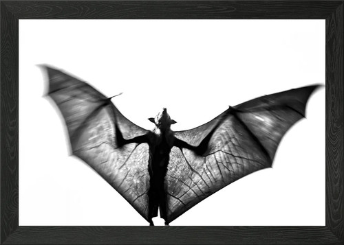Fruit bat aka flying fox - flying,
