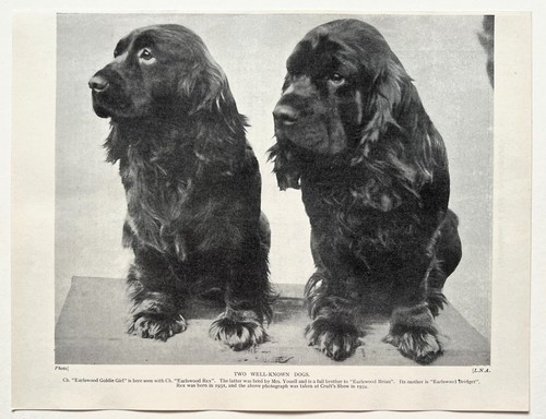 Spaniel dog breed - dog,
