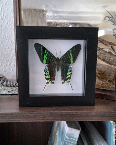 Green banded sunset - 1x, moth