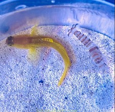 Watchman Goby & Pistol shrimp