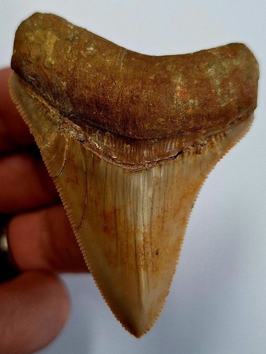 Indo megalodon tooth - indo,
