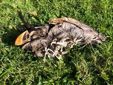 Mummified / Dried Puffin - Oddity - Taxidermy - Skull