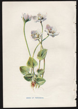 c1902 Hulme Familiar Wild