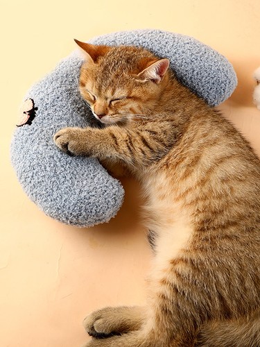 Cute dog cat - dog,