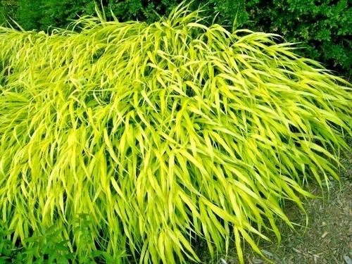 All gold japanese forest - gold,