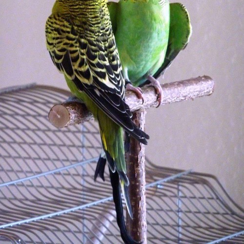 2pcs wooden parrot bird - 1/2pcs,