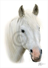 White Horse colour pencil drawing giclee print | A4/A3 signed by artist artwork