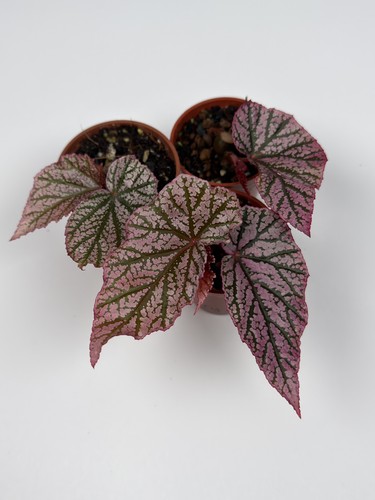 Begonia red berry houseplant - 'red,