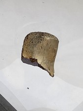 Baby Dinosaur Vertebra Triceratops Edmontosaurus Hell Creek Fossil Ref6015