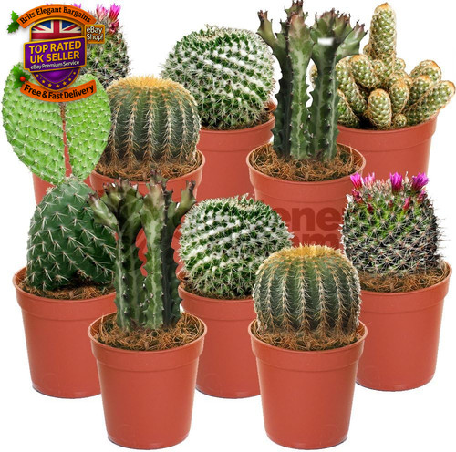 10x mixed cactus house plants - 10x,